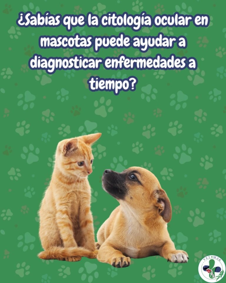 Instagram post from vetmak_clinica. This post is in position 2.