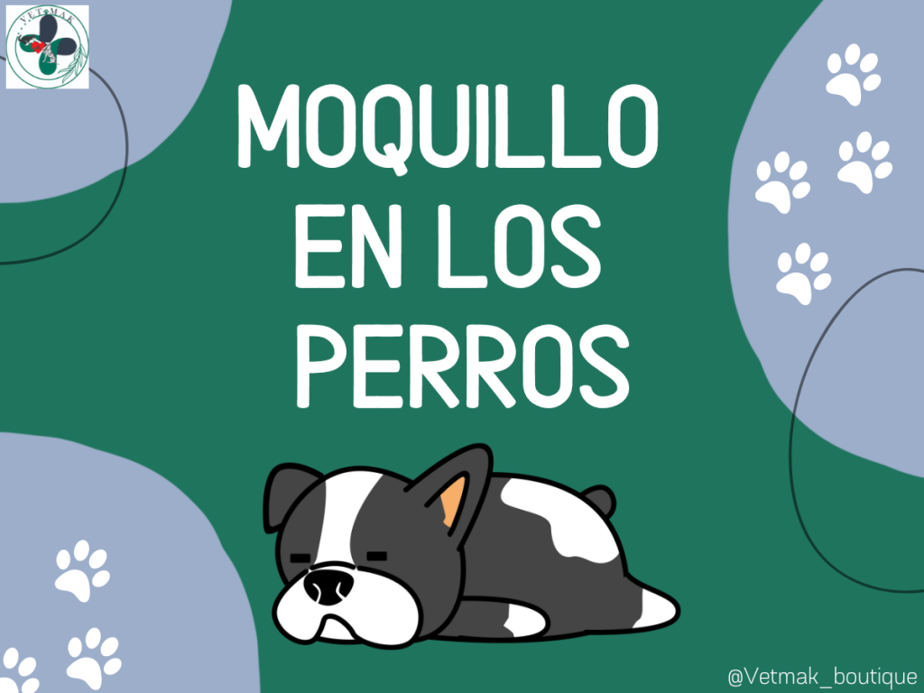 Moquillo En Los Perros ¿quÉ Es Y CÓmo Prevenirlo Clínica