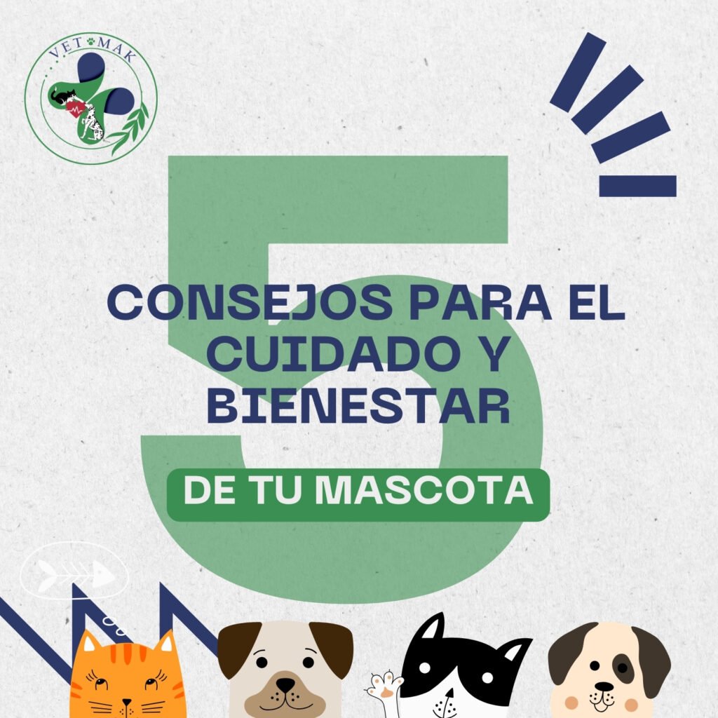 5 cuidados para el cuidado y bienestar de tu mascota