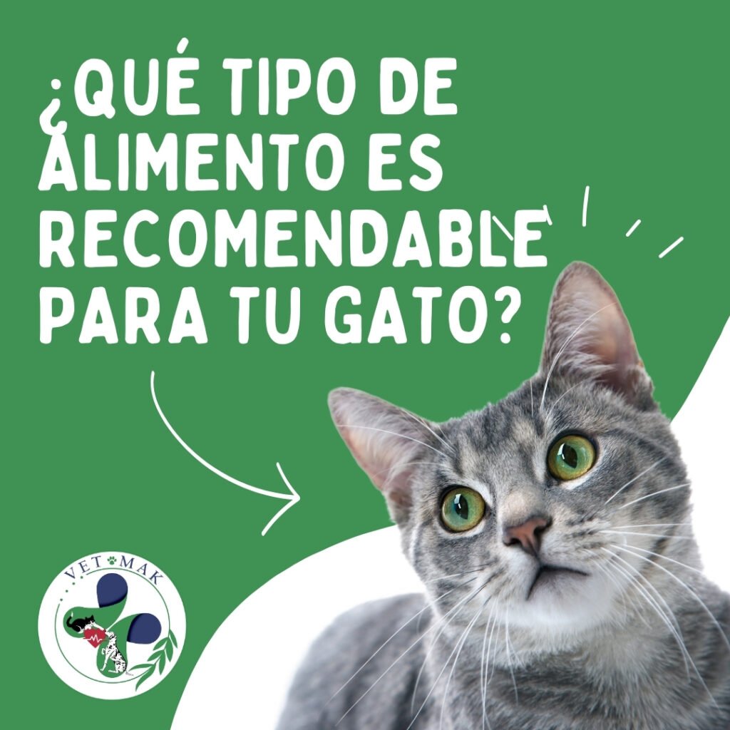 Qué tipo de alimento es recomendable para tu gato