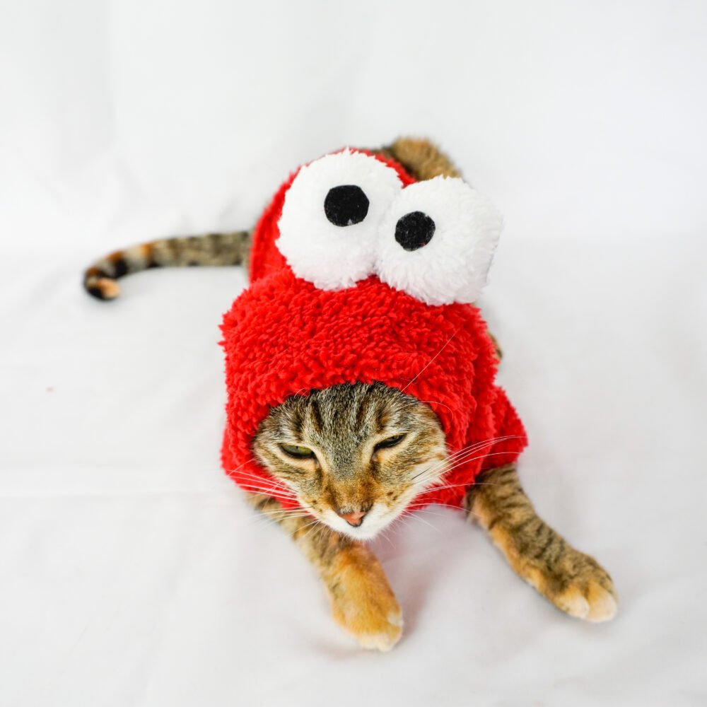 Traje Capotero de Comegalletas para Mascotas - Imagen 3