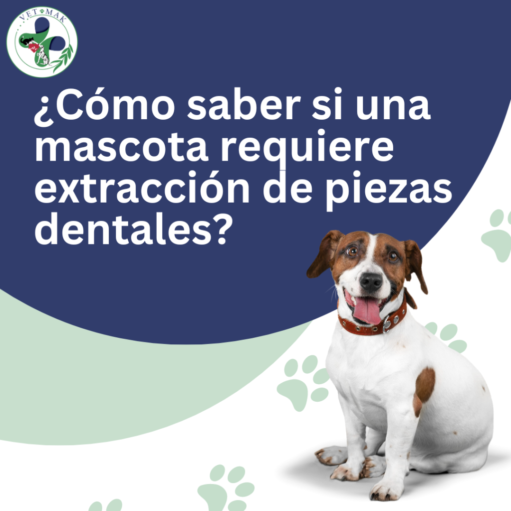 Extracción de piezas dentales en mascotas