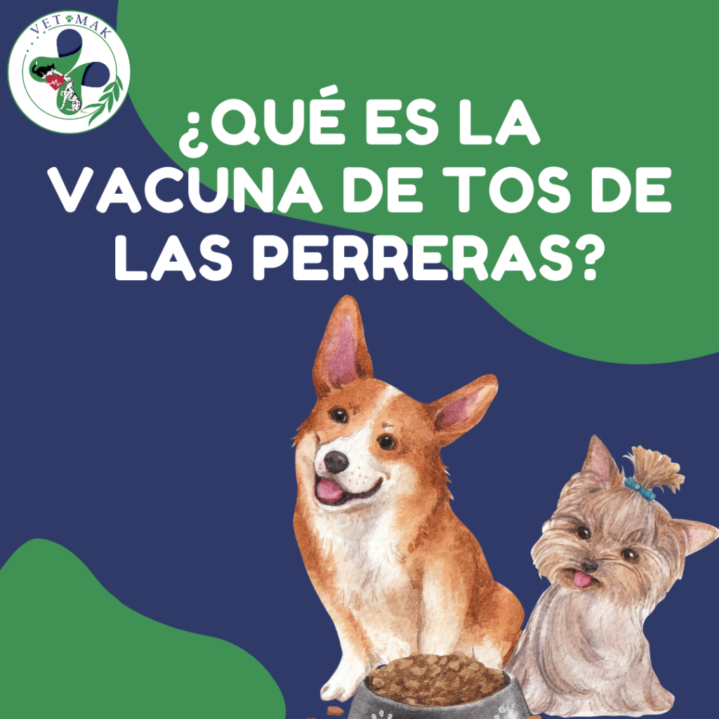 Vacuna de tos de las perreras