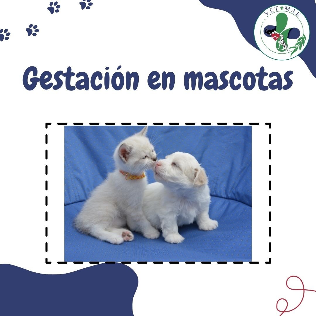 Gestación en mascotas